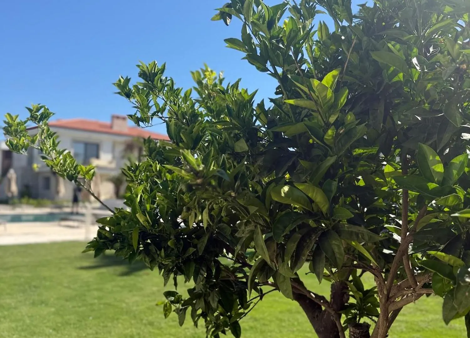 Mara Bahce Alacati Çeşme